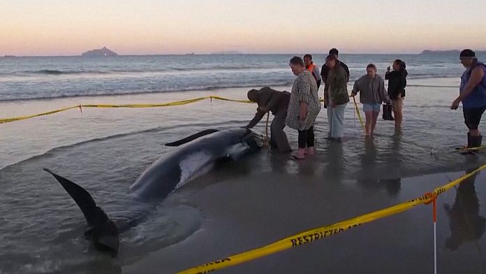 NO COMMENT: Rescate de 30 delfines en Nueva Zelanda