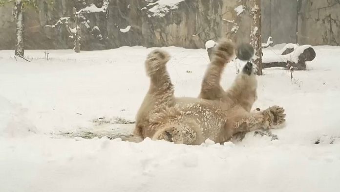 NO COMMENT: Los animales del zoo de Chicago juegan en la nieve