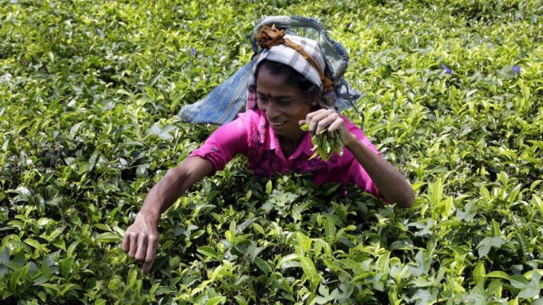 El "oro verde" de Sri Lanka: de las laderas de las montañas a las tazas de té del mundo