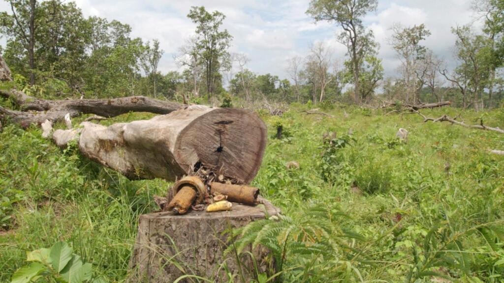 ¿Carbono real, créditos falsos? Lo que hay detrás de la deforestación masiva en Camboya