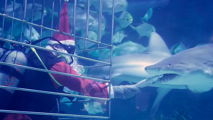 NO COMMENT: Papá Noel y sus amigos los tiburones