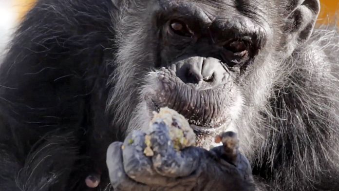 NO COMMENT: Los chimpacés del zoo de Arnhem celebran la Navidad