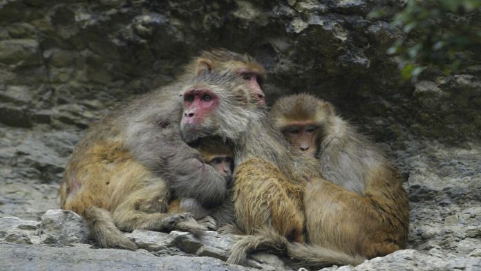 NO COMMENT: Los macacos japoneses se preparan para el crudo invierno nipón