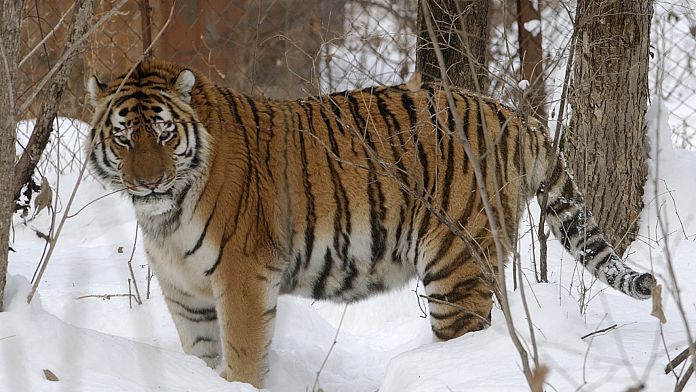 Un tigre siberiano mata a su cuidador en un parque zoológico en Rumanía