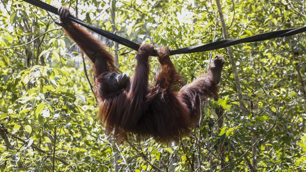 Indonesia: el Gobierno toma medidas drásticas contra el tráfico de fauna