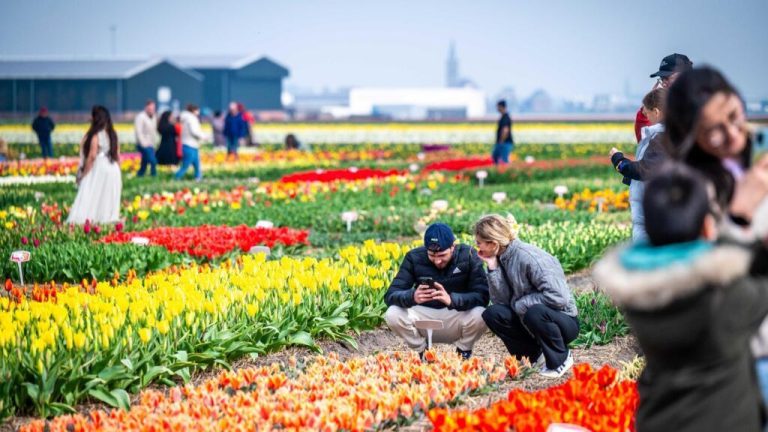 La industria holandesa de flores afronta problemas por los pesticidas