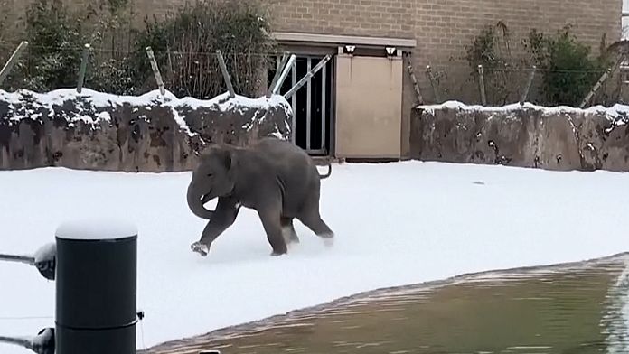 NO COMMENT: Los animales del zoo de Houston descubren la nieve por primera vez