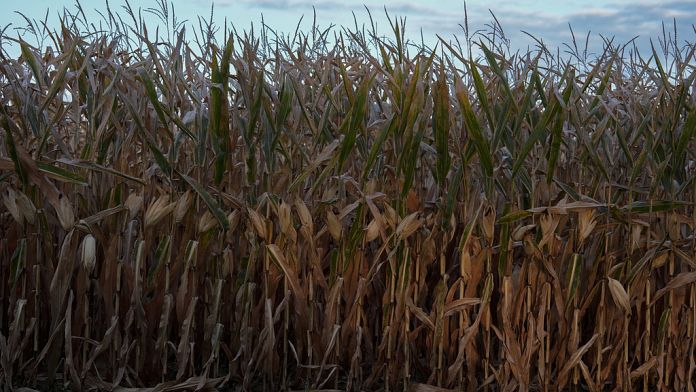 Más de 150 premios Nobel y World Food Prize piden un esfuerzo global para evitar una crisis alimenta