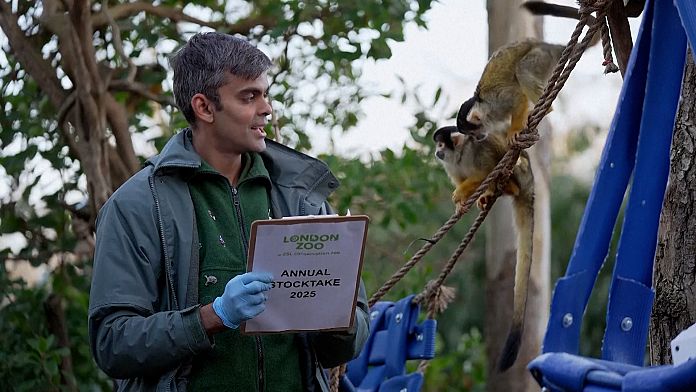 NO COMMENT: ¡Desfilando! Recuento de animales en el Zoo de Londres