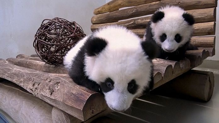 NO COMMENT: Nueva zona de juegos para crías de pandas en el zoo de Berlín