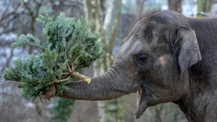 NO COMMENT: Los animales del Zoo de Berlín devoran los árboles de Navidad