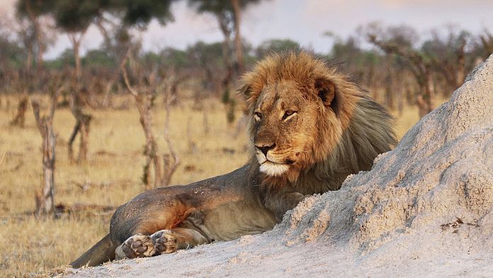 Un niño perdido de 7 años sobrevive cinco días en un parque nacional lleno de leones en Zimbabue