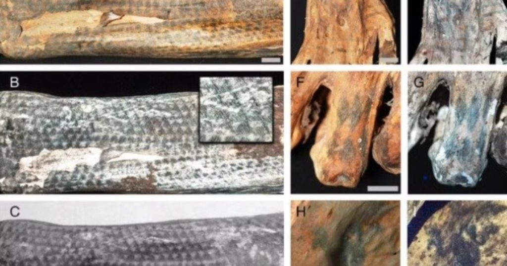 Descubren intrincados tatuajes en momias de Perú gracias a la tecnología láser