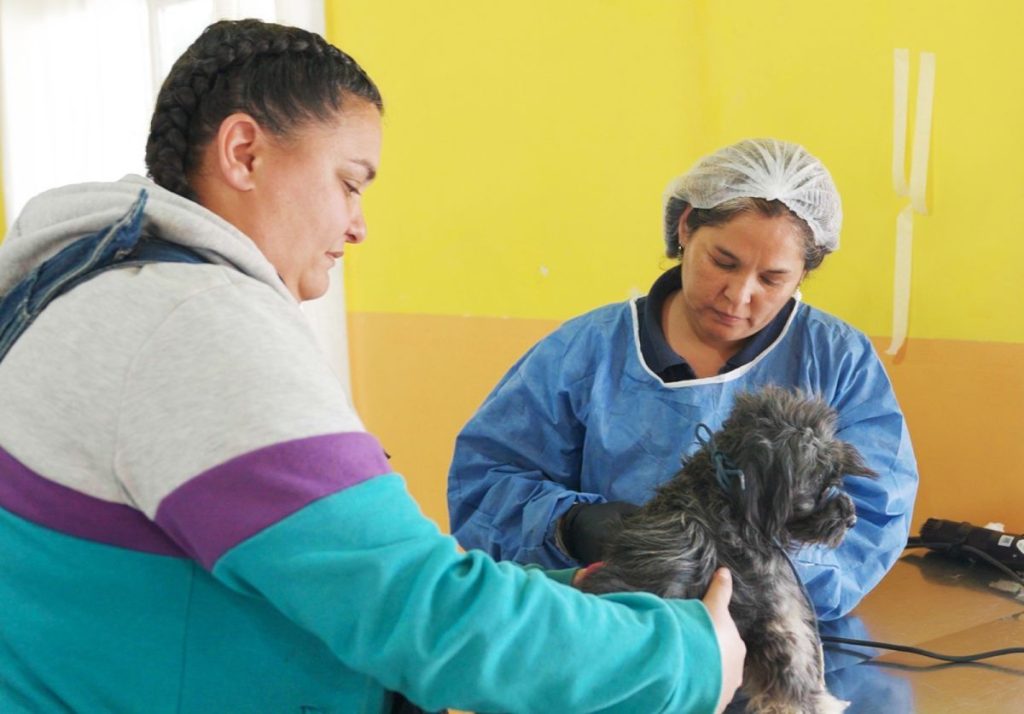 Campaña de esterilización gratuita estará en el barrio Stella Maris