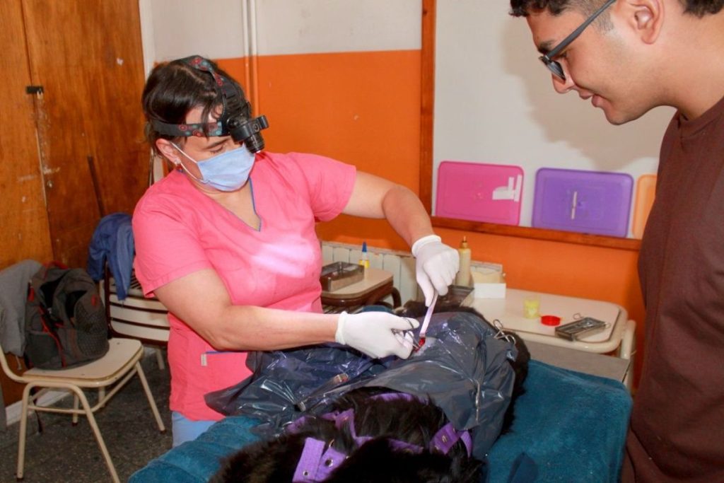 Esquel: El municipio y la Fundación Banco del Chubut desarrollaron una jornada de castración, vacunación y adopción de mascotas