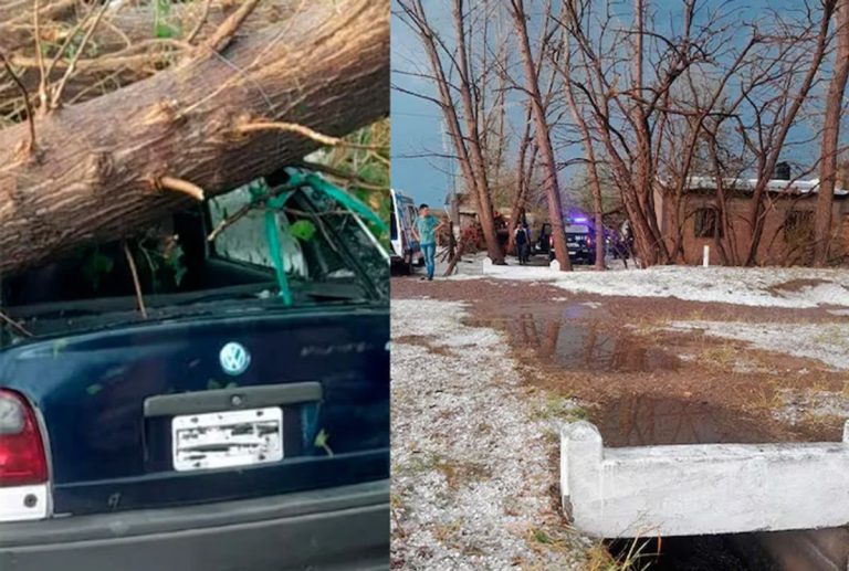 Tragedia en Mendoza: Joven muere aplastado por un árbol durante una tormenta