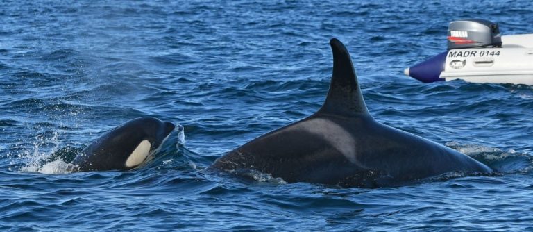 ¡Sorpresa!: apareció una orca bebé en Punta Norte y la llamaron “Guardafauna”