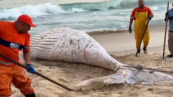 NO COMMENT: Una ballena jorobada muerta aparece en la costa de Río de Janeiro