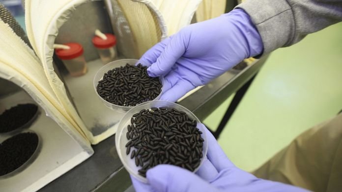 EE.UU. lanzará desde aviones moscas asesinas para salvar al ganado de los gusanos carnívoros