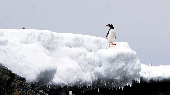 NO COMMENT: El calentamiento global amenaza con extinguir a los pingüinos