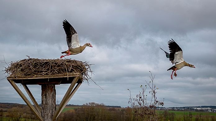 NO COMMENT: Científicos marcan cigüeñas en Rumanía para estudiar su migración a África