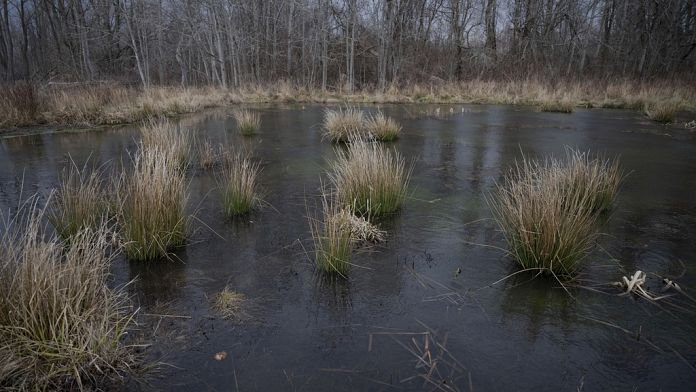 La destrucción de humedales amenaza con costar al mundo más de 36.000 millones de euros en 2050