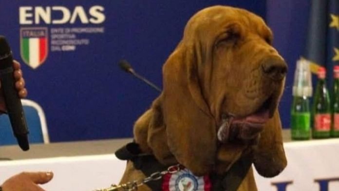 Matan a un perro policía con salchichas rellenas de clavos en Italia