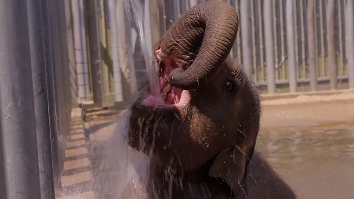 NO COMMENT: Elefantes refrescándose en una calurosa Inglaterra