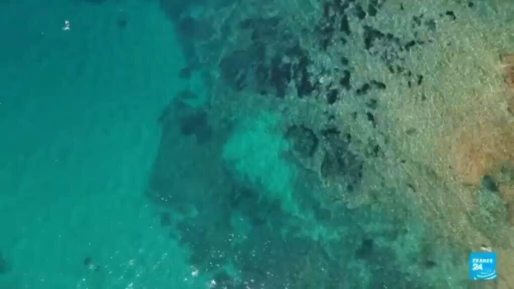 Aumento de la temperatura en el mar Mediterráneo pone en peligro a la vida marina