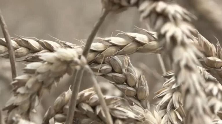 El costo económico del calor extremo