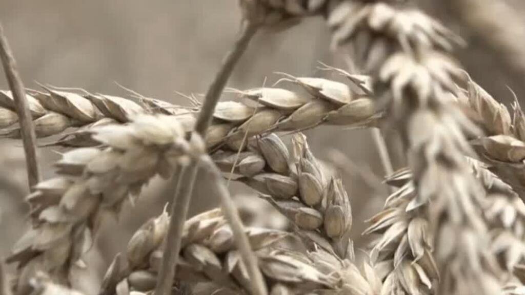 El costo económico del calor extremo
