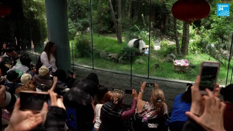 México celebra los 35 años del panda Xin Xin