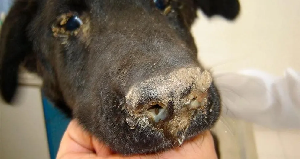 Brote de moquillo en Comodoro: advierten que la sobrepoblación de perros agrava el problema