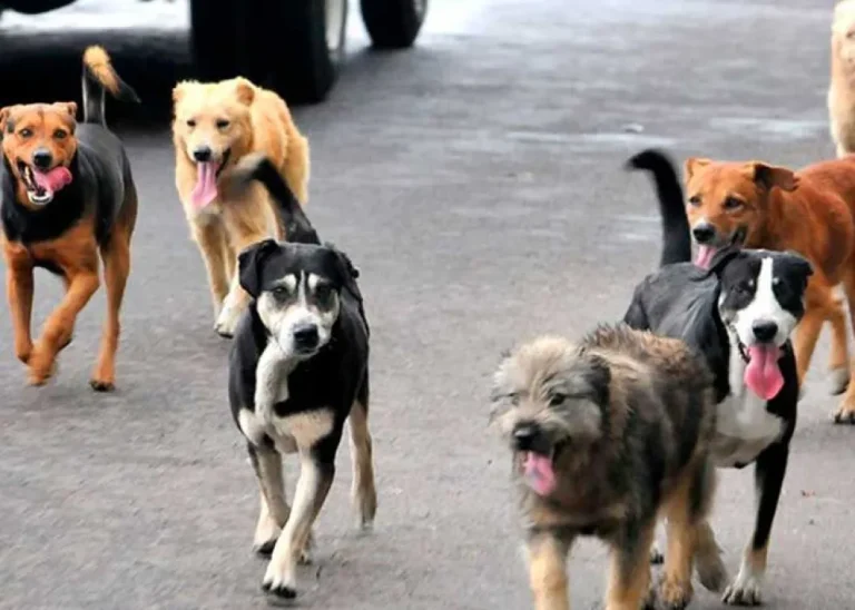 Día del Perro Callejero: la realidad detrás de la fecha y cómo ayudar a los animales sin hogar