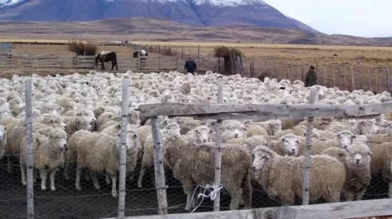 “A la Patagonia le mintieron y la dejaron sin estatus sanitario”