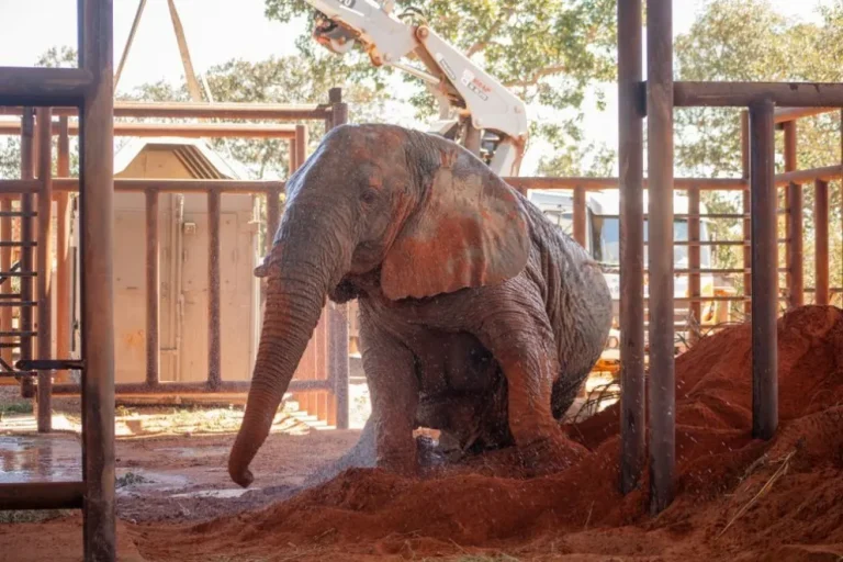 La última elefanta en cautiverio de Argentina llegó al santuario de Brasil