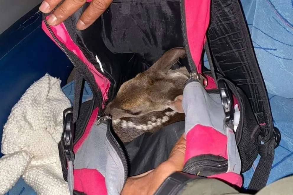 Llevaba un ciervo bebé escondido en la mochila y la descubrieron en un control