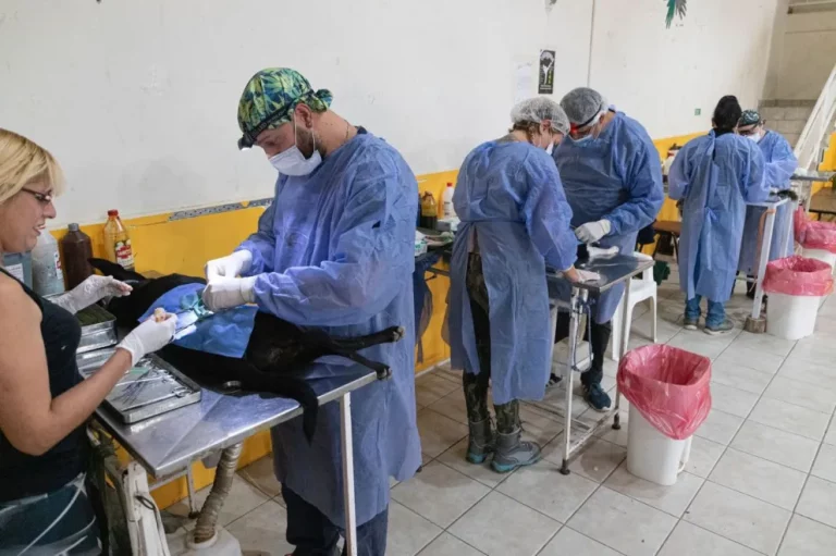 Desde este lunes, el tráiler de esterilización estará en barrio Moure