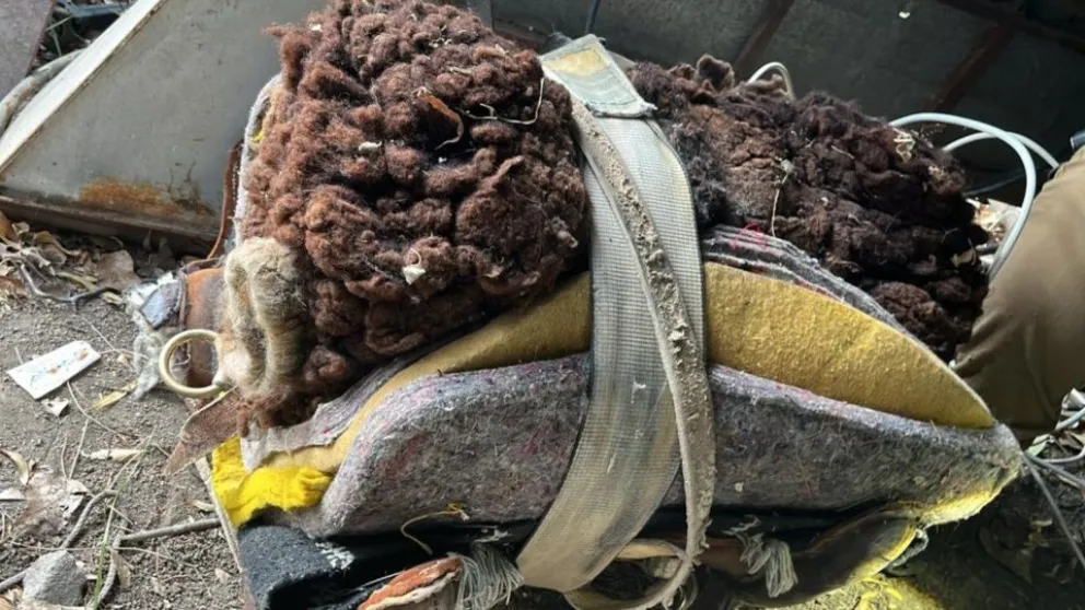 Cinco detenidos por faenar y robar vacunos en Gaiman: allanamientos y carnicerías clausuradas