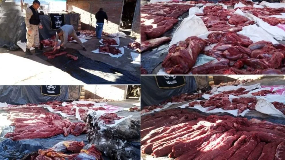 Decomisan 800 kg de carne de guanaco y partes de ñandú