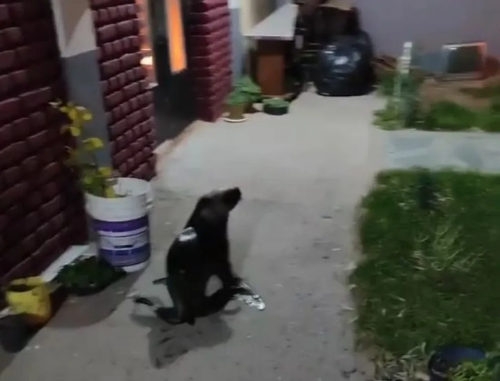 Lobo Marino es rescatado tras pasear por las calles radatillenses