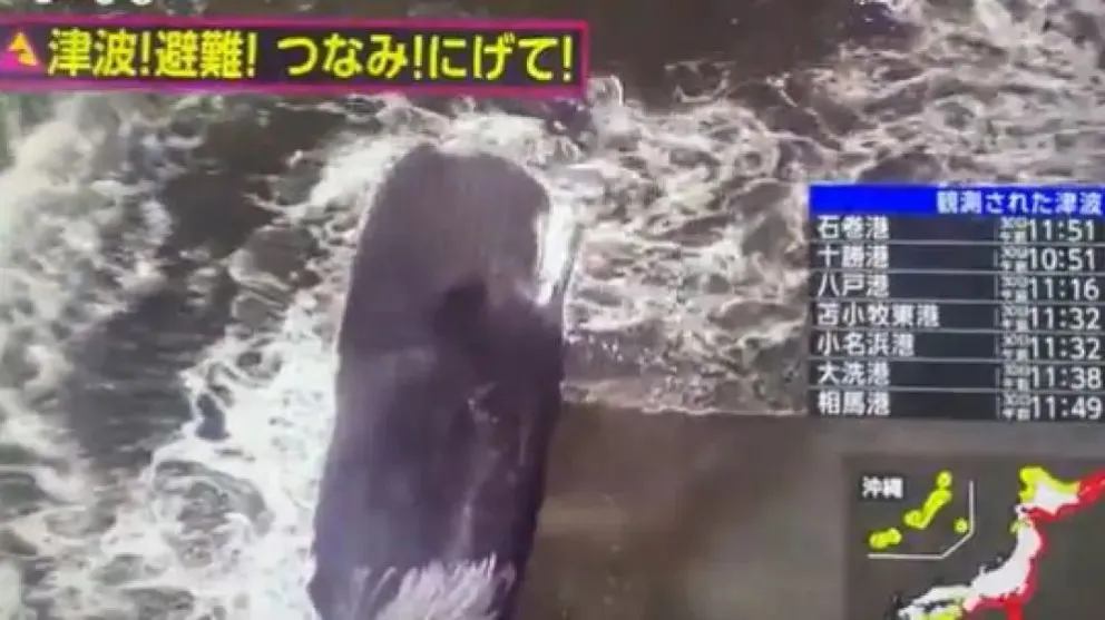 Cuatro ballenas quedaron varadas en Japón horas antes de la alerta de tsunami