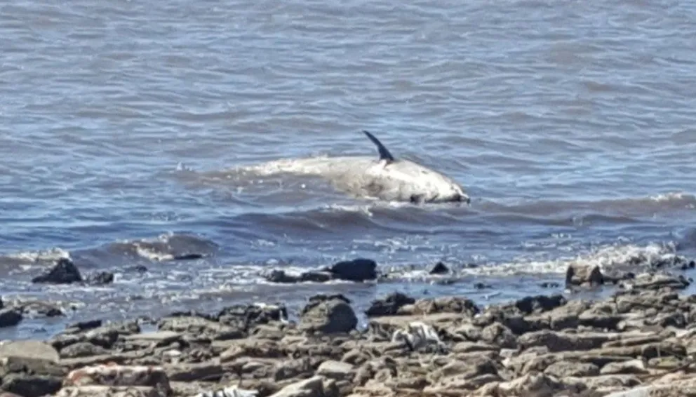 Apareció muerta una ballena joven a metros de la costa