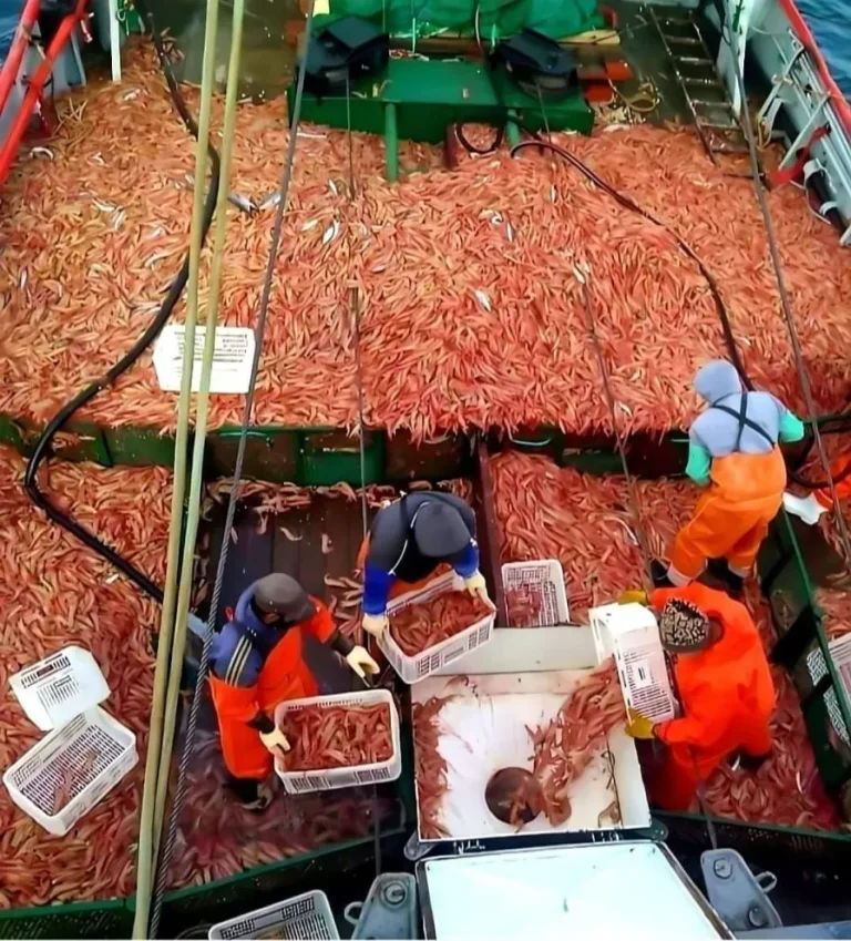 Con la habilitación de la Subárea 12, comienza la pesca de langostino en aguas nacionales