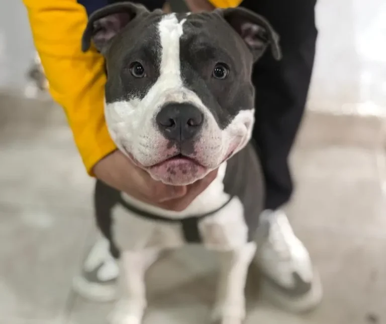 Continúa la campaña de esterilización canina y felina en barrio Moure