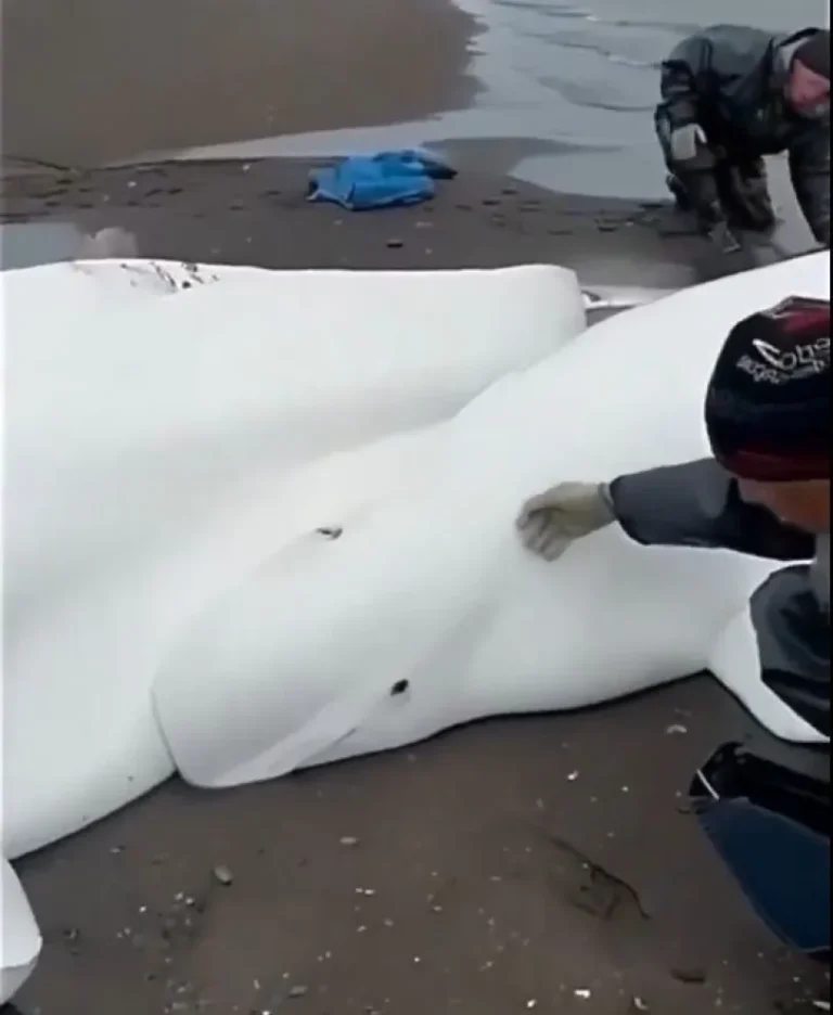 Sismo en Rusia: Pescadores rescataron a cuatro ballenas beluga y una cría en Kamchatka tras varamiento por marea