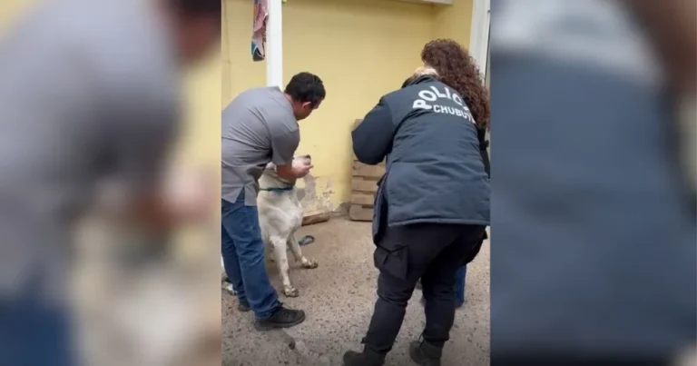 Rescatan a dos dogos argentinos tras denuncias por maltrato animal