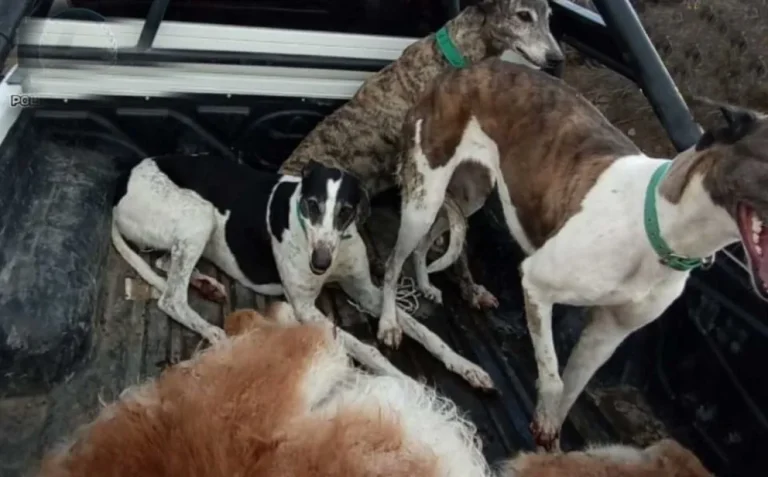 Secuestran un guanaco cazado ilegalmente