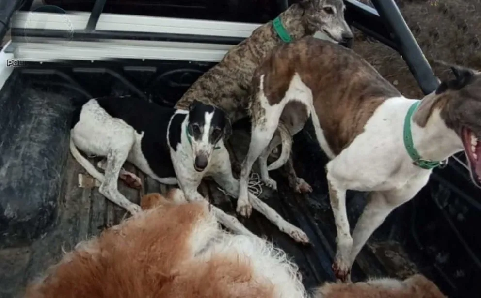 Secuestran un guanaco cazado ilegalmente