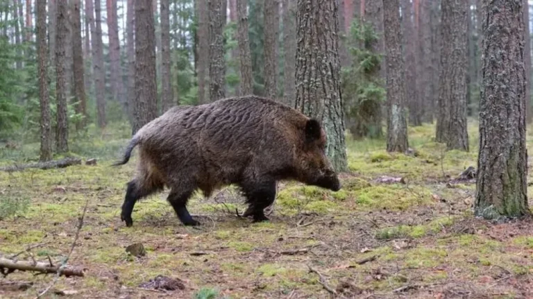 Crisis global por jabalíes: la batalla legal contra la superpoblación